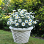 Struikmargriet wit in sierpot